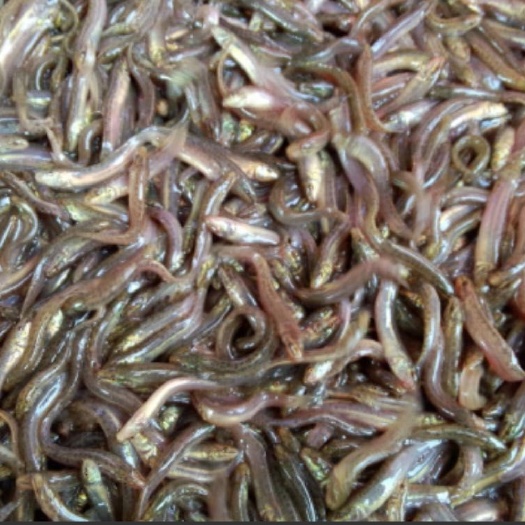 广州泥鳅苗 一号泥鳅鱼苗