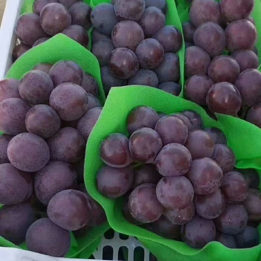  邯郸乒乓球葡萄大量上市