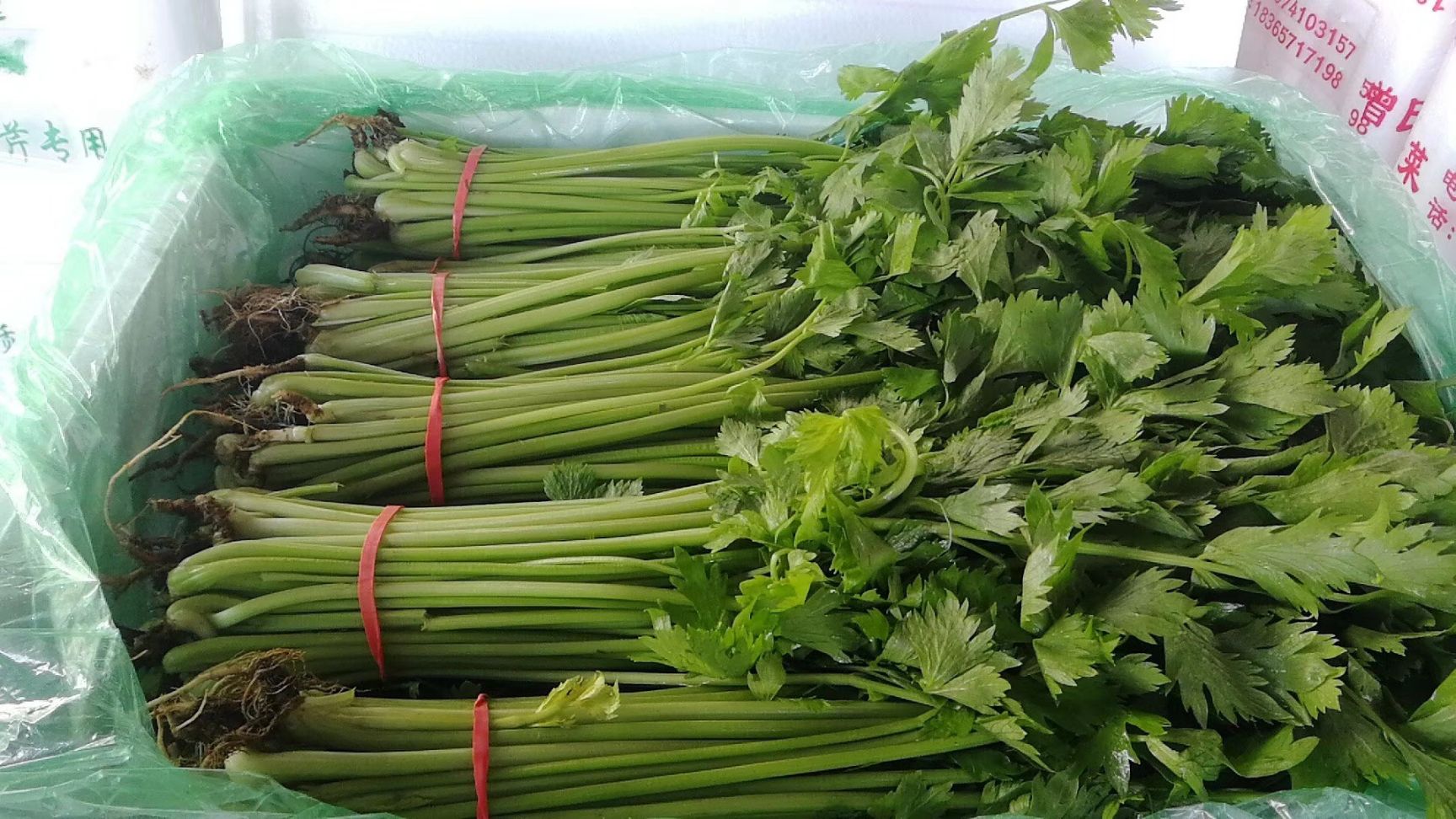 青豌豆 武漢市場，常年代銷蘭州，張北，昆明，等地