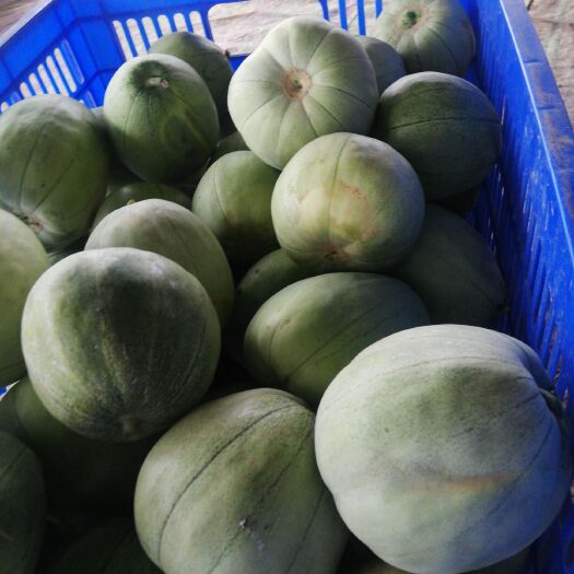 枝江市 甜瓜品质好，价格便宜，六毛，七毛一斤。