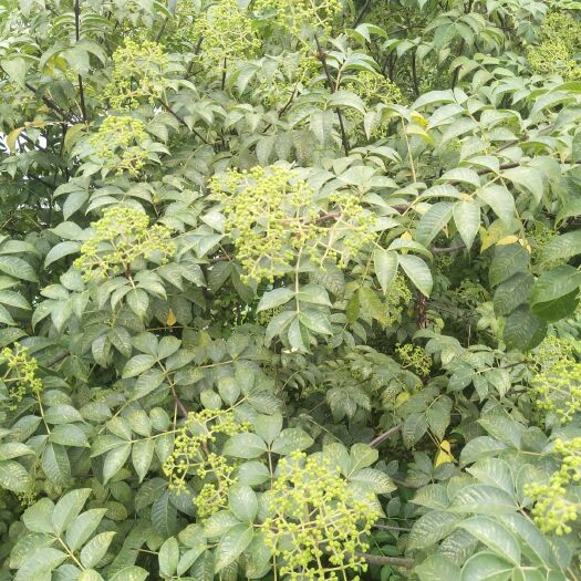 临湘市 新货吴茱萸中花品种