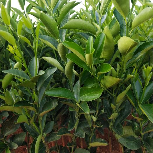 建水县茂谷柑苗 嫁接苗 0.5~1米
