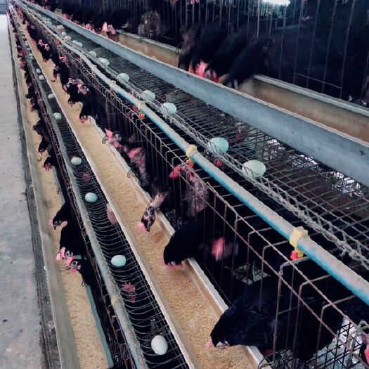 重庆市绿壳蛋鸡苗 母