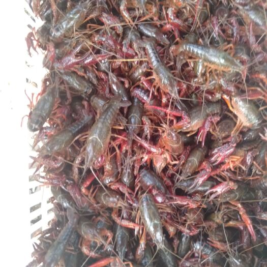 监利市 小龙虾