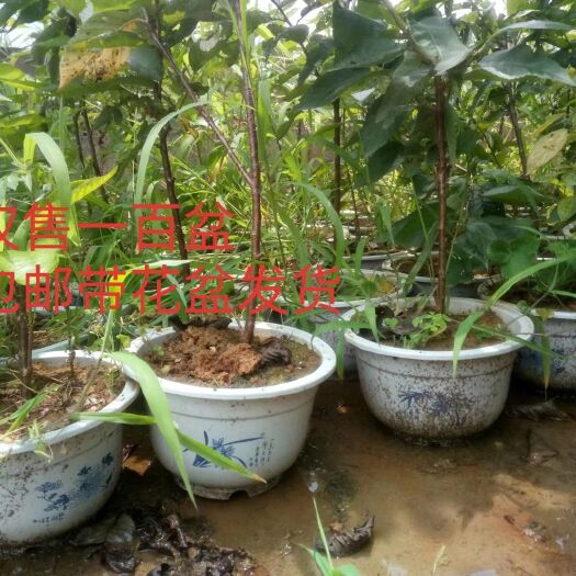 大方县 玛瑙红樱桃树苗美早大果品种盆栽带花盆发货黑珍珠樱桃树苗