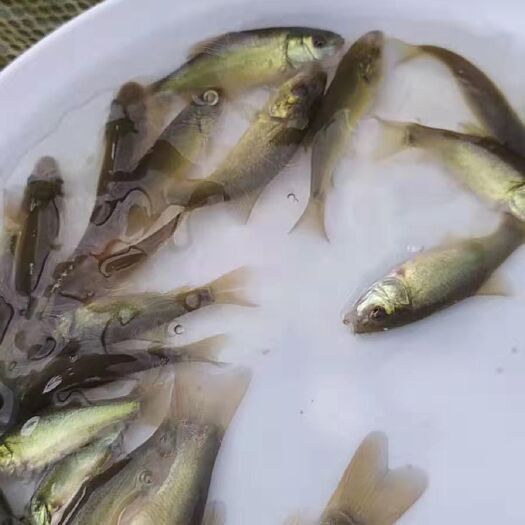 广州 丁桂鱼鱼苗种苗出售   广州市鱼富水产种苗有限公司