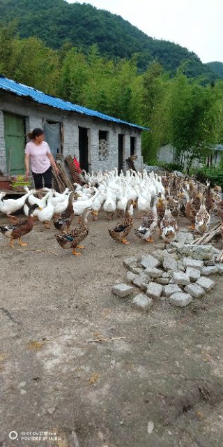 都匀市麻鸭 天然养殖