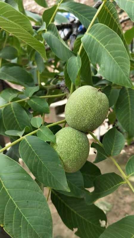 芮城县 黄土高坡清香牌核桃
