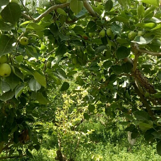 库尔勒市 库尔勒香梨，口感纯正，汁多无渣。皮薄肉细。