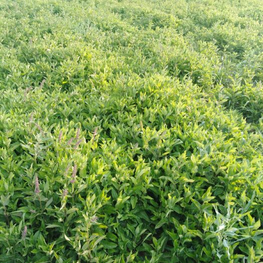 永登县宝塔菜  天然无污染，绿色健康食品。