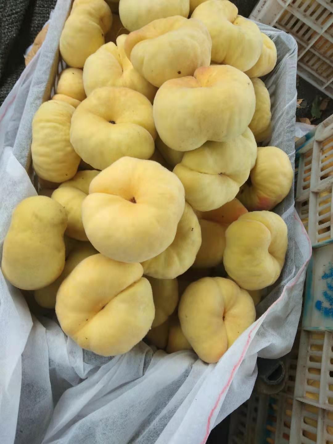 黄蟠桃  黄金毛盘桃