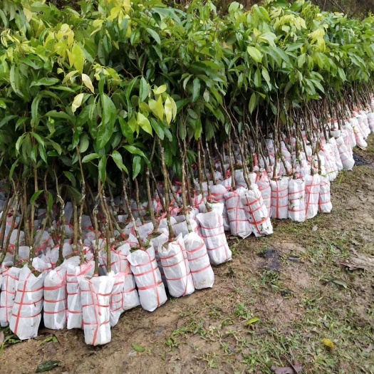 灵山县无核荔枝苗 荔枝
