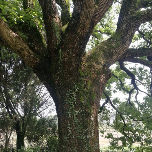 崇阳县果树盆景 香樟树