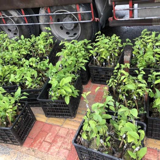 平和县释迦果苗 嫁接苗