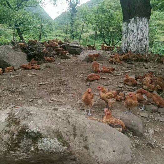 康县土鸡 散养青脚麻
