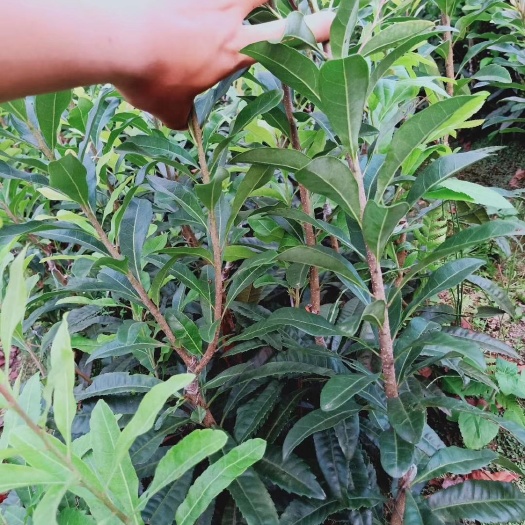 灵山县东魁杨梅树苗 杨梅苗