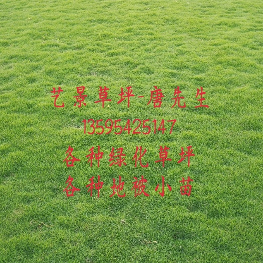 惠水县 绿化草坪