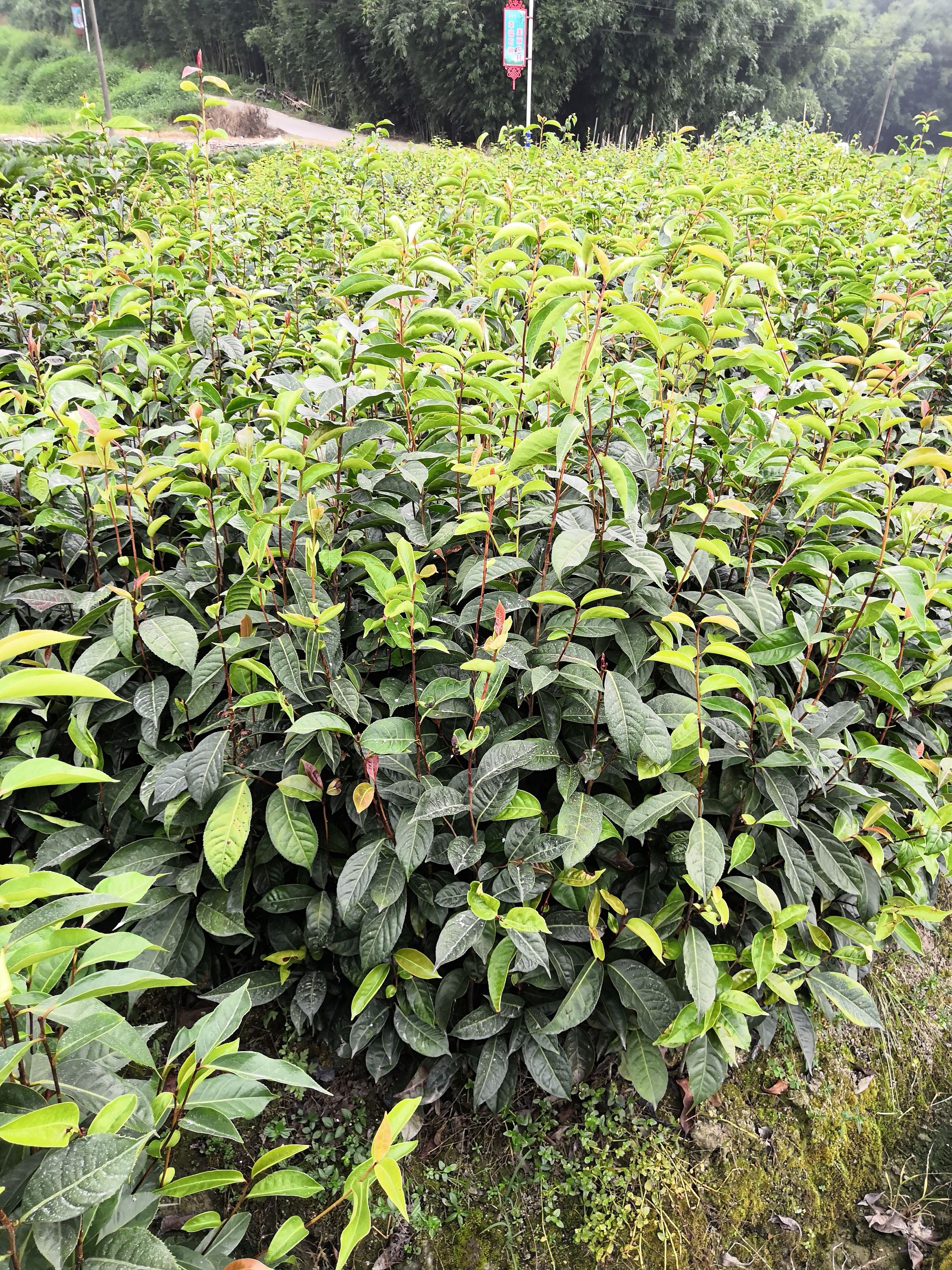 油茶树苗  大果红花油茶苗    红花油茶苗
