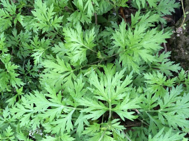 艾草苗 艾草（不是种苗）