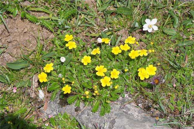 布拖县 四川翻白草干货