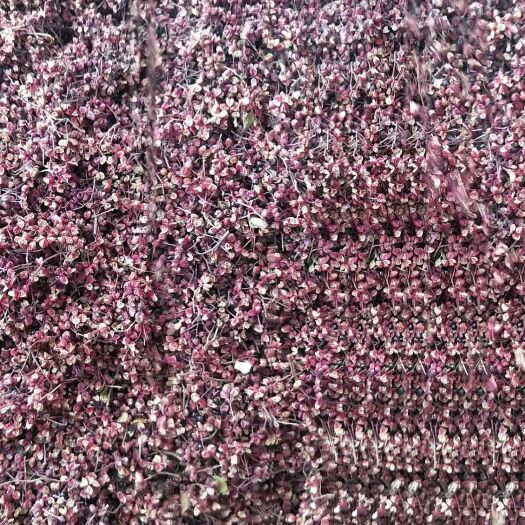 积石山县红花椒 花椒叶 三级 干花椒