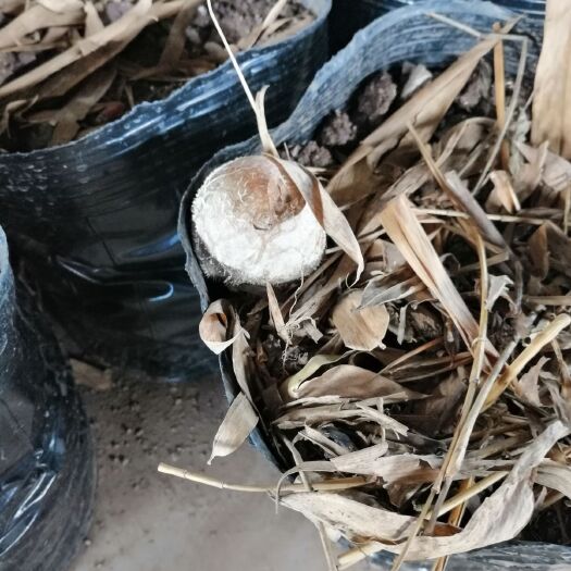 江安县竹荪菌种 盆栽竹荪