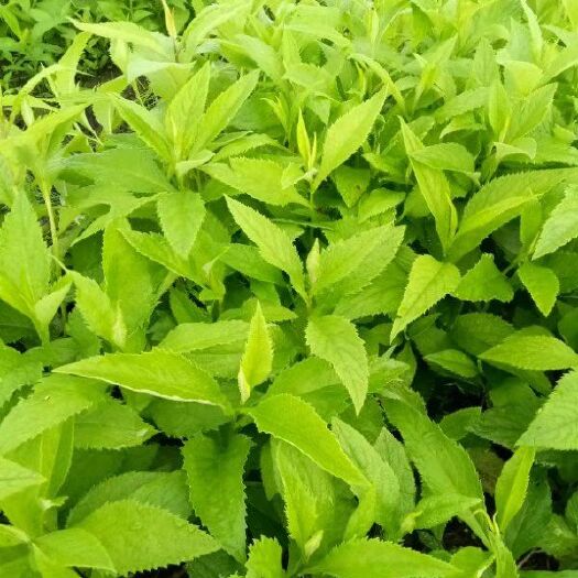 海伦市返魂草种苗 种苗