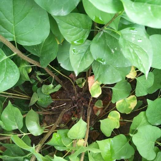 盖州市紫丁香 2~4cm 4~6cm 0.8~1米