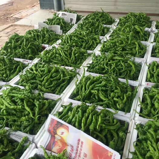 定边县 辣椒大量上市中