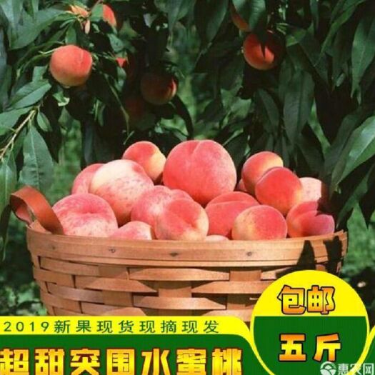 贵港 2019新上市水蜜桃