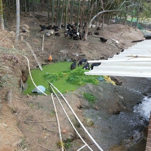 会昌县 正宗农家土鸭子