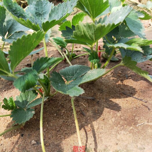 泰安 奶油草莓苗，章姬草莓苗，口感浓郁香甜，苗壮