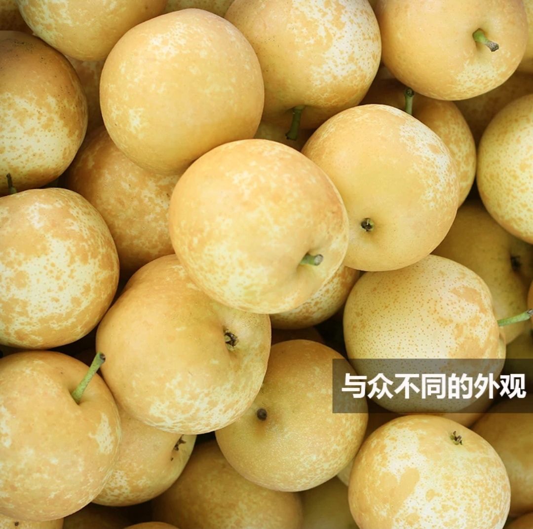 连州潭岭水晶梨正宗脆冠梨果园直发现摘现发10斤装省内包邮