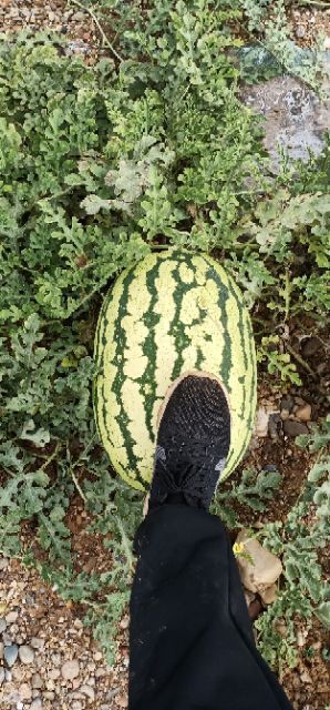 中宁县宁夏西瓜 专业代宁夏硒砂瓜。