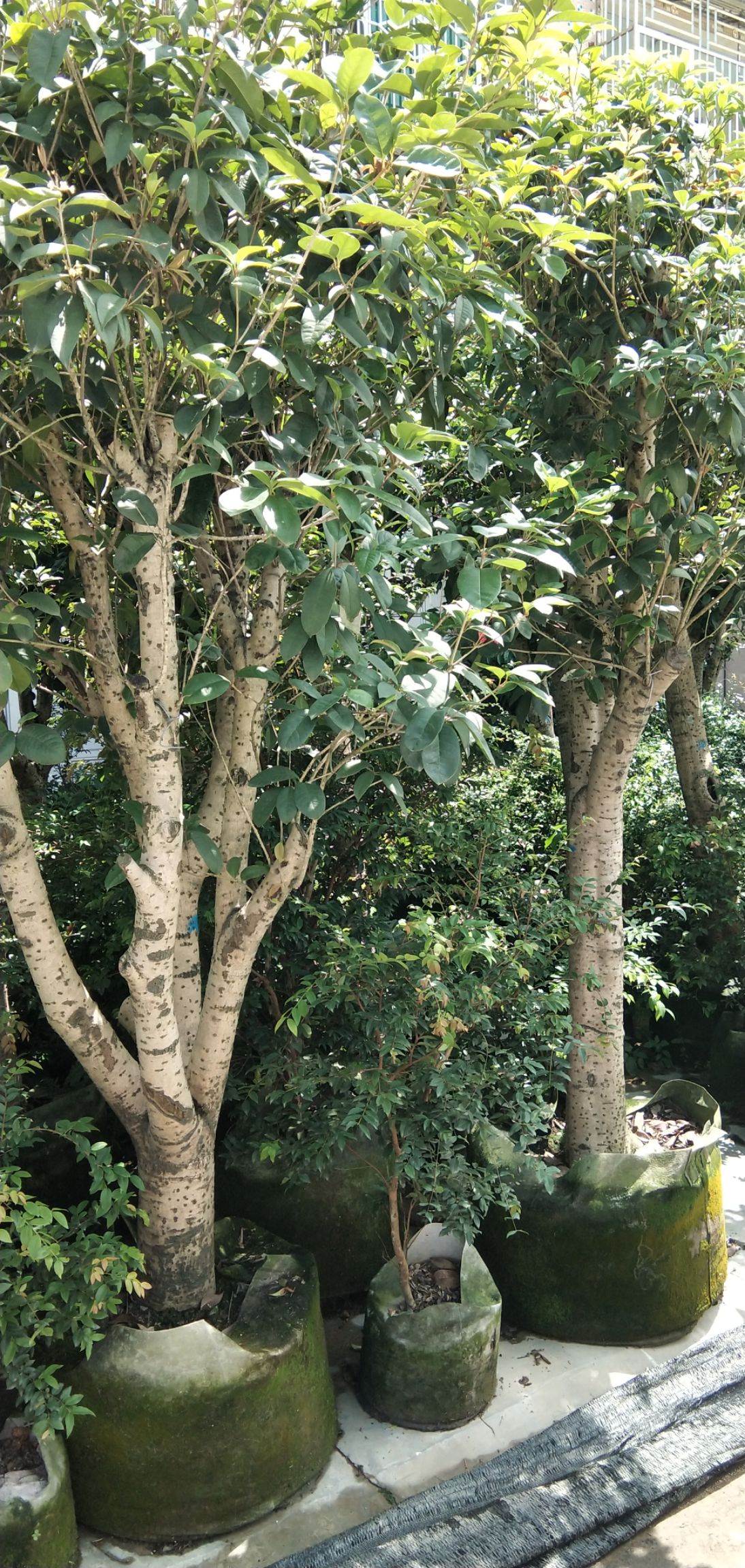 普通桂花树 出售5-18公分光棍、骨架桂花