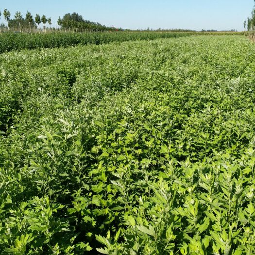 濮阳县 大量出售优质艾草、艾叶、艾根