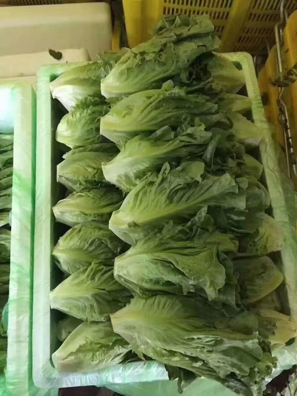 青豌豆 武漢市場，常年代銷蘭州，張北，昆明，等地