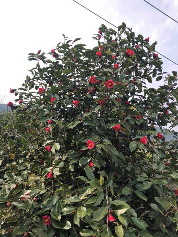 油茶树苗  大果红花油茶苗    红花油茶苗