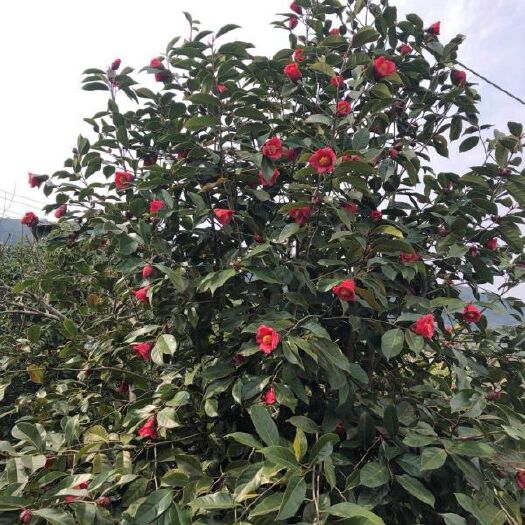 四会市油茶树苗  大果红花油茶苗    红花油茶苗