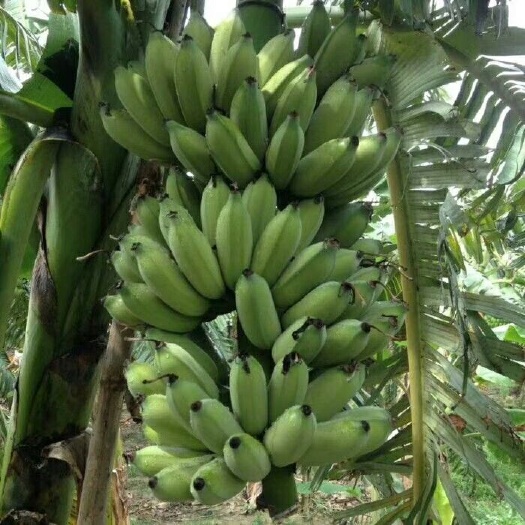 漳州 小米蕉