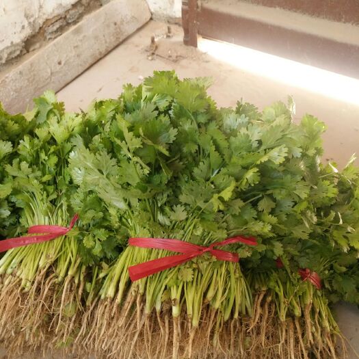 夏邑县 大量有货香菜  陆地无公害蔬菜无农药