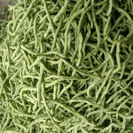 陇南架豆角 40cm~70cm