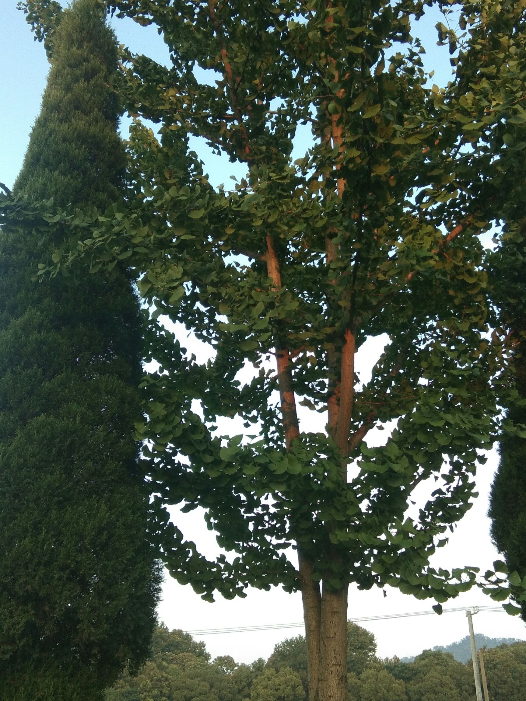 银杏实生树 银杏出销