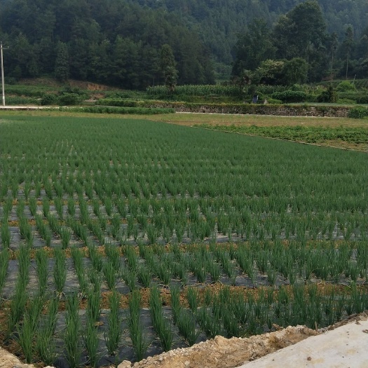 湄潭县 香葱出售