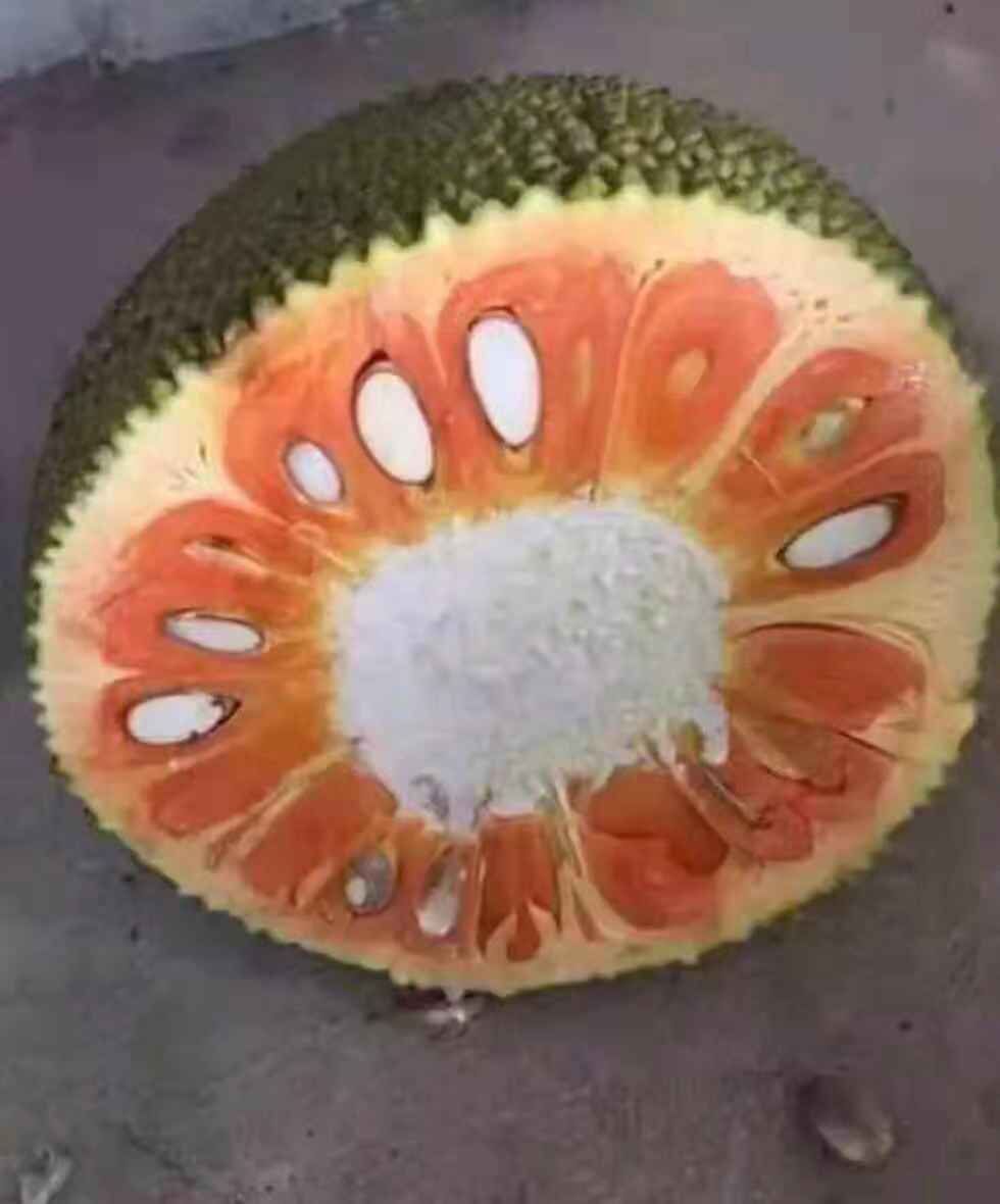  泰蜜12号苗，泰国红娘菠萝蜜苗，越南红肉菠萝蜜苗