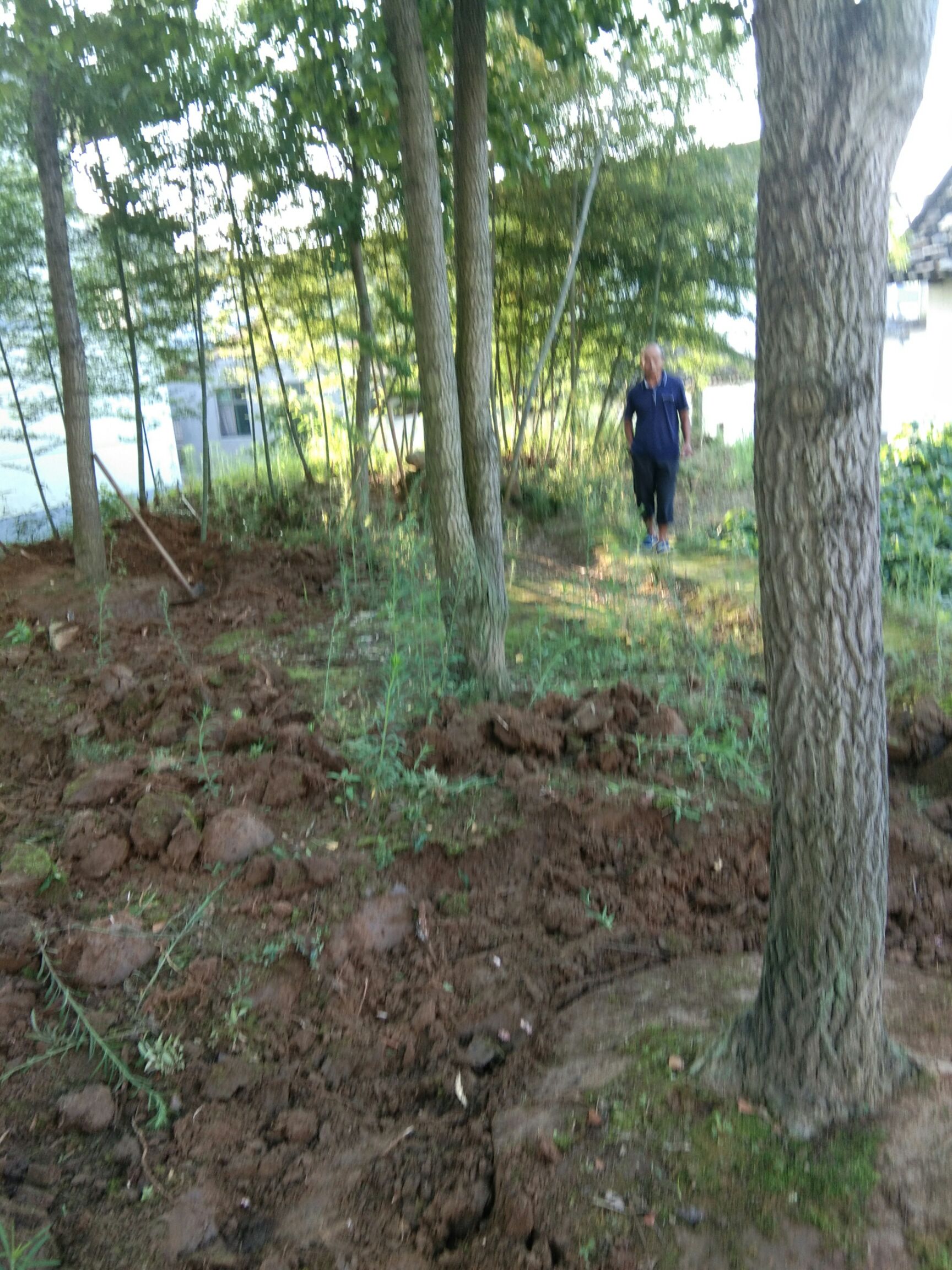 银杏实生树 银杏出销