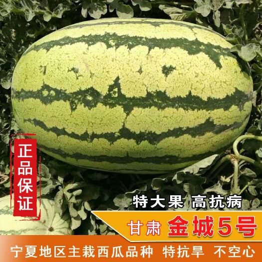 樟树市金城五号种子 正品甘肃武威产金城牌 金城五号特耐旱 抗病抗重