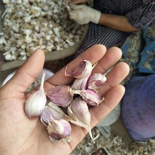 丰县二水早大蒜 川蒜二水早，红根蒜苗专用蒜种