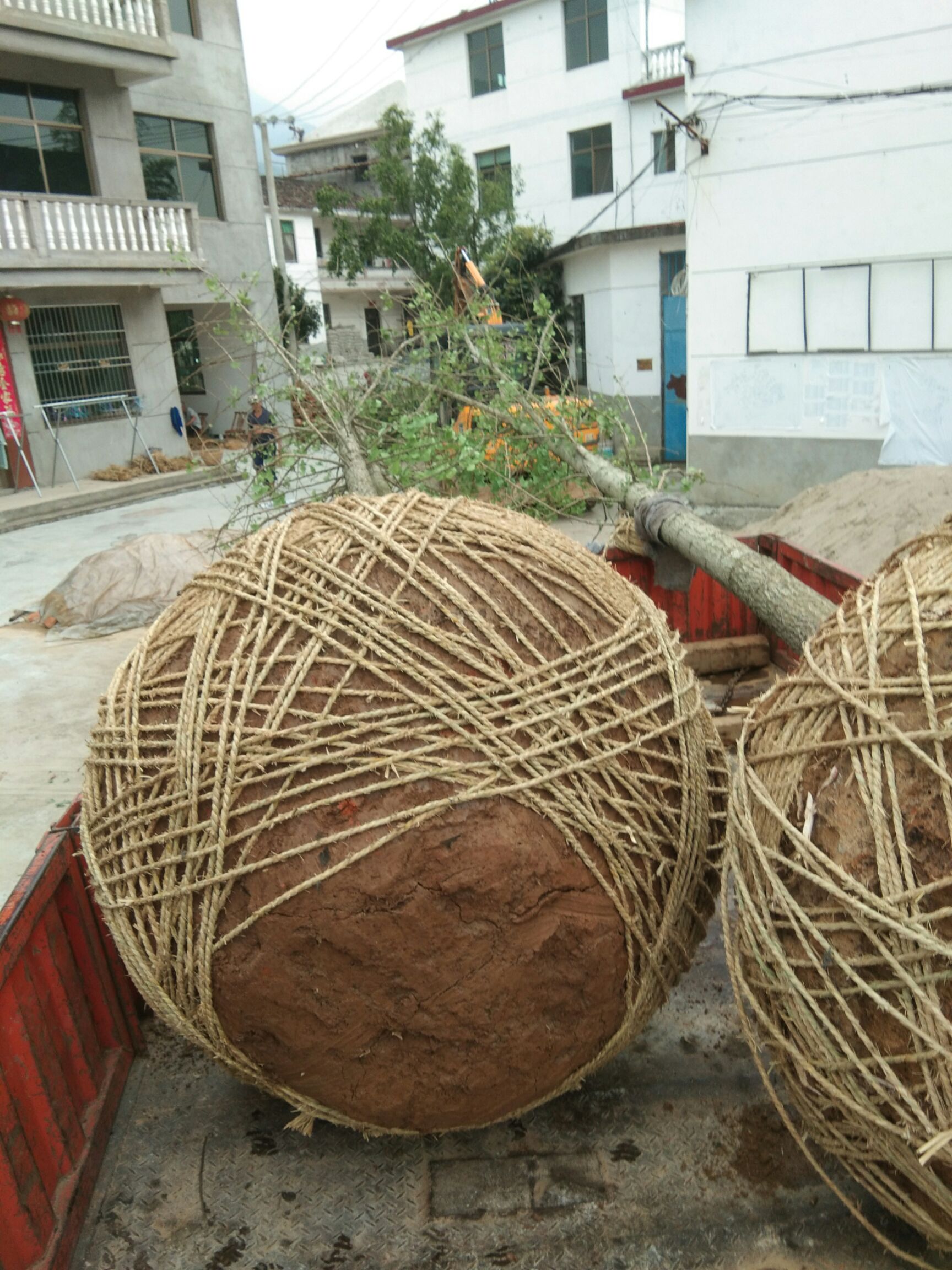 银杏实生树 银杏出销