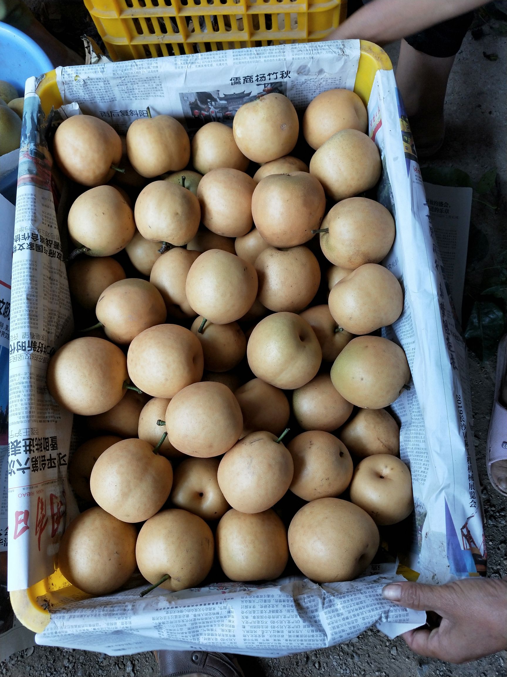 桂花梨 80mm以上 200-250g